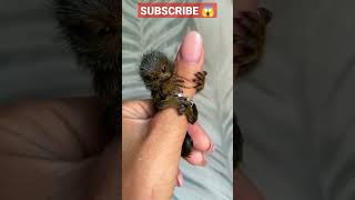 cute funny video viral cute 🤩 shorts #viralvideo #reels #shortvideo