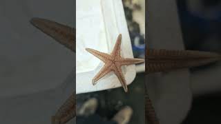 سبحان الله العظيم  Natural Star