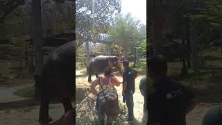 Elephant after the bath time at Phuket Elephant Sanctuary