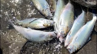 Shore Fishing For Columbia River Shad At Bonneville Dam