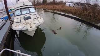 Anchor Roller, Swans and a Beaver