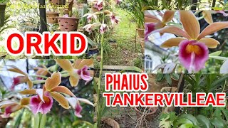 ORKID PHAIUS TANKERVILLEAE | Cantik