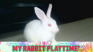 Rabbit is happy |Rabbit gone mad and|funny complition|bunny happy mood|