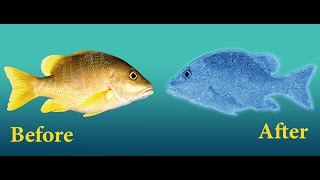 How To Freeze A Fish ( Any Object ) In Photoshop