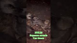 Кормимо котиків і не тільки