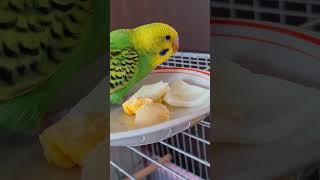 Eggs for Budgies? The Surprising Benefits You Didn’t Know! #birds  #viral #parakeet #parrot #shorts