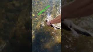 chub release