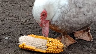 😄🐔Kury z rana domagają się jedzenia🐔😄 VLOGMAS 16