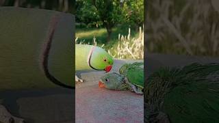 Indian Ringneck Parrot Love Babies 🥰 #cute #talkingparrot #mithu