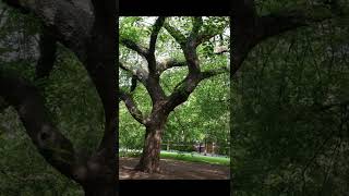 An iconic American Elm tree at University of Pennsylvania has declined