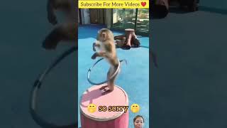 Patli Kamriya #monkey#trendingshorts #viral