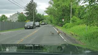 Rush Hour on RT 7 Canadian Geese Edition