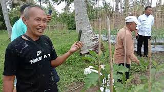 Program Satu Juta Satu Pekarangan Nyata Adanya , Wabup Banggai Panen Raya toMat di kecaMatan naMbo.