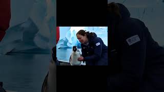 🐧 Heartwarming Rescue of a Little Penguin! 🥰 #PenguinRescue #WildlifeConservation #PolarAnimals