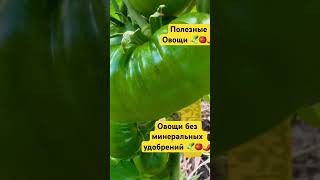 Овощи без удобрений, как они лежат #дача #огород #тульскийфермер #влог #природноеземледелие #овощи