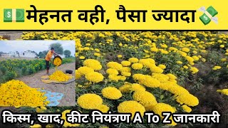 💸उसी मेहनत में ज्यादा उत्पादन, ज्यादा पैसा 💵| Marigold Farming A To Z Information