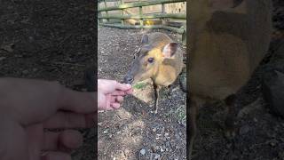 Wild Muntjac Deer and Cockatiel having a good sing at the Sanctuary