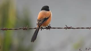 Long-tailed Shrike Dirang, Arunachal Pradesh, March 2024