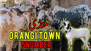 Orangi Town Maweshi Mandi Latest Update Mandi 2023 Orangi Bakra Mandi Sunday Market | Shokeene Lover