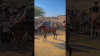 kedi kude ho.. original kathiyawadi horse.. #viral #subscribe