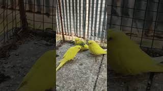 🦜🦜🦜#short #vlog #funny #video ...