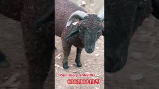 Black sheep | Black Ram sheep #goat #sheepfarm #sheep #sheepfarming #cattlepoint #funny #animals