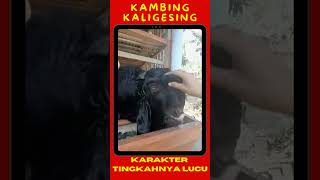 LUCU | KARAKTER KAMBING KALIGESING