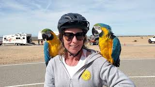 Macaw Parrots at Glamis Imperial Sand Dunes