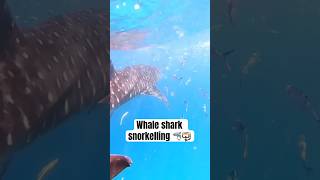 Whale shark snorkeling 🦈 in a diving trip to Seychelles 🇸🇨 #shark #whaleshark #divingtrip