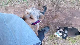 Rosie & Sparkie go 'Walkies' (in slo-mo)