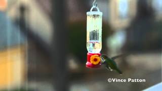 Hummingbirds Feed in Icy Wind