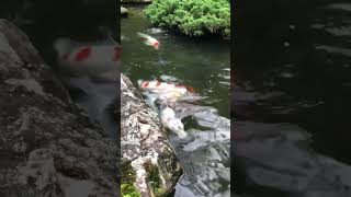 🥰🐟Japanese garden with koi pond#japanlife#koifish#japaneseculture#japonia#japantravelvideo #japan