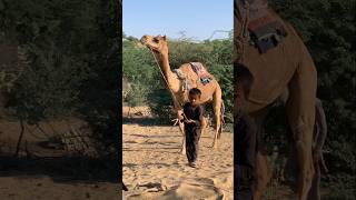 If you want to see the greatness of God look at such a big camel carrying a small child #villagelife