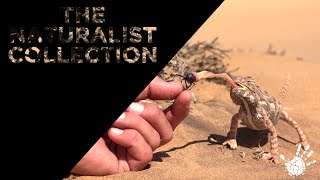 The Naturalist Collection - Namaqua Chameleon