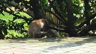 Monkey using tool