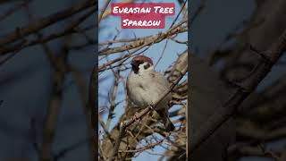 Eurasian Tree Sparrow - Vrabia de câmp - Passer montanus