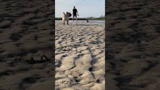 Enjoying the beach life. #beach #ocean #cairnterrier