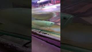 #arowana Sepasang Arwana Silver