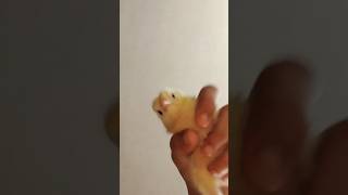 Cute Funny Baby chicks/chickens #viral #chicks #shorts #viralshorts