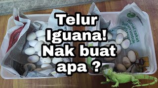 Cara Menetaskan Telur Iguana Sesi 2022