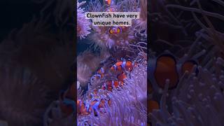 Clownfish & Sea Anemones #shorts #clownfish #sealife #aquarium #ytshorts