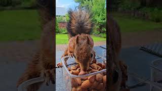 Cute Squirrel eating #squirrel #squirrelhouse