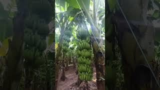 #bananafarm #bananafarmer