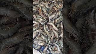 Shrimp Fish Per Kg only 450 Tk. | Satkhira Fish Market. চিংড়ি মাছ প্রতি কেজি মাত্র ৪৫০ টাকা। MG Bari