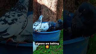 Pigeon's bathing time🤫#viral #shortfeeds#youtubeshort #youtube #short #kabootar