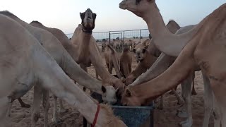 Camel Eating Food and Camel Walking in desert beautiful Camel | Gulf Camel October 22, 2021