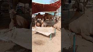 Camels are sitting under the tent #ytshorts #camel #camellove #camelfarm #shorts