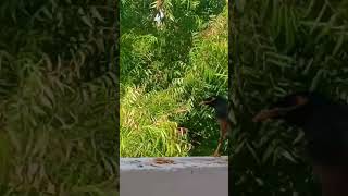 bird points#myna #birds # cute myna video#cutebird