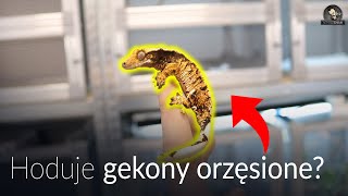 Rozmnożyłem gekony orzęsione 😍 Przejściowe terrarium dla Kameleona!