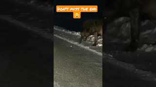 King wolf found in kashmir #shorts #viraltech